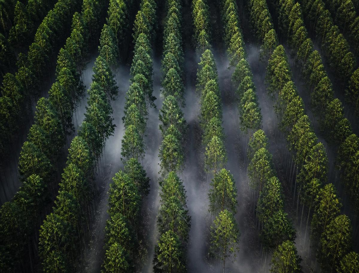 Talhões de eucalipto plantados em linhas vistos de cima